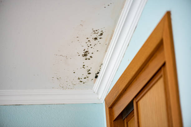 Best Mold Damage Restoration  in East Oakdale, CA